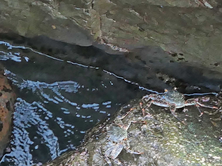 Crabes sur les rochers - Le Marigot