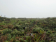 Photo précédente de Le Morne-Rouge L'ascension de la Montagne Pelée : le plateau  des palmistes