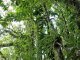 le Domaine d'Emeraude : chataignier à grandes feuilles
