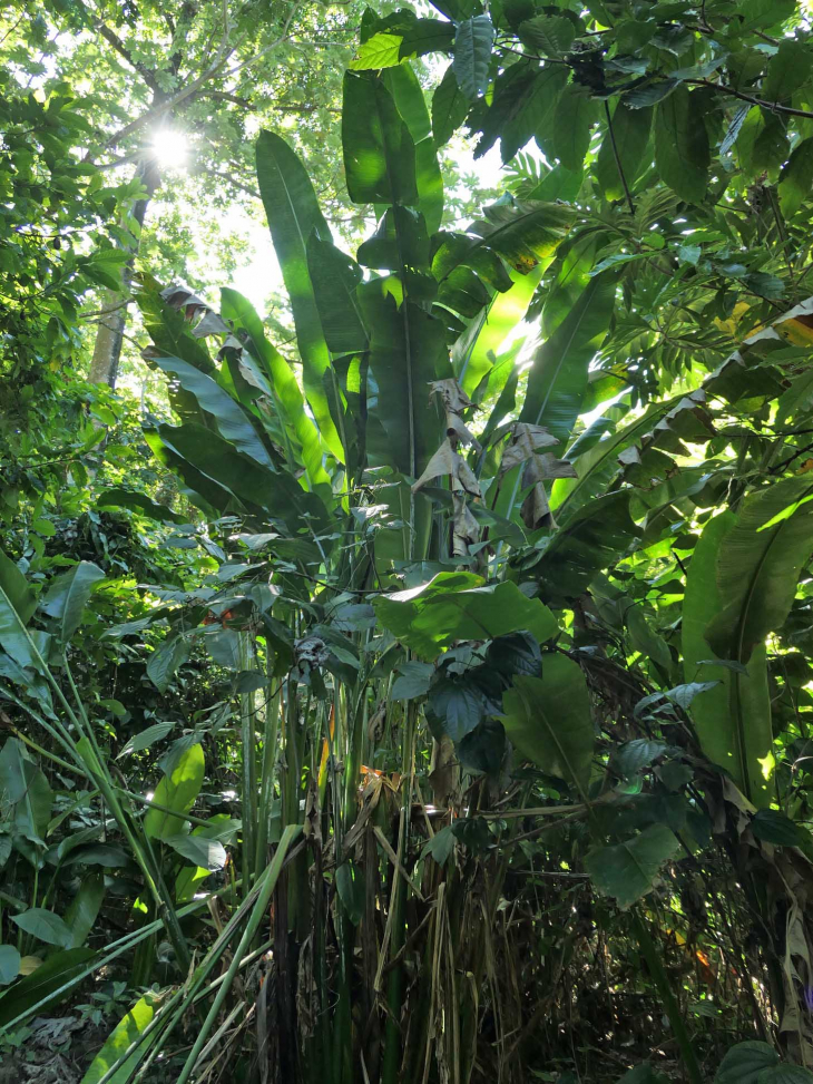 Le chemin des Anses : la forêt tropicale - Le Prêcheur
