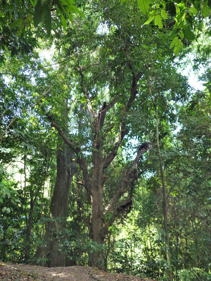Le chemin des Anses : la forêt tropicale - Le Prêcheur