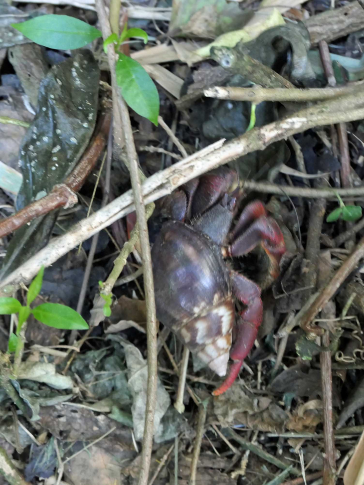 Le chemin des Anses : la forêt tropicale crabe terrestre  - Le Prêcheur