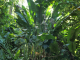 le chemin des Anses : la forêt tropicale