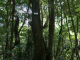 le chemin des Anses : la forêt tropicale