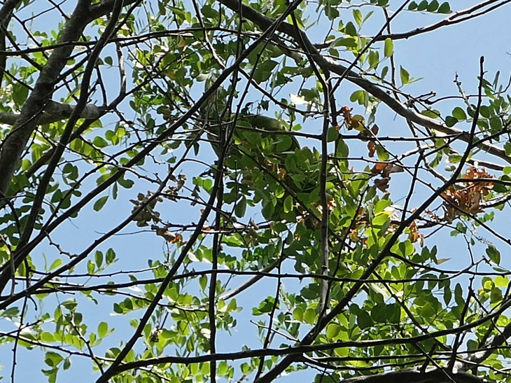 Ilet Chancel : iguane dans l'arbre - Le Robert