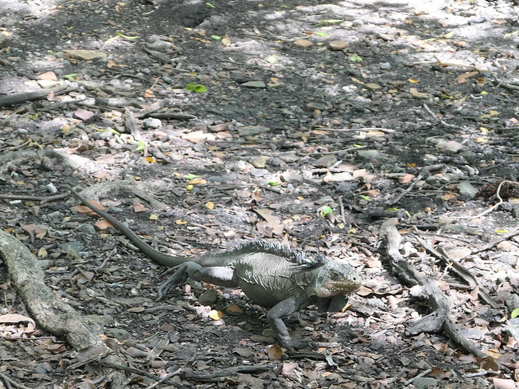 îlet Chancel : iguane sur le sol - Le Robert