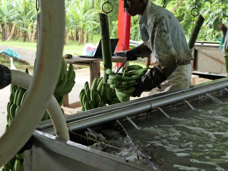 L'habitation Potiche :culture de la banane - Macouba