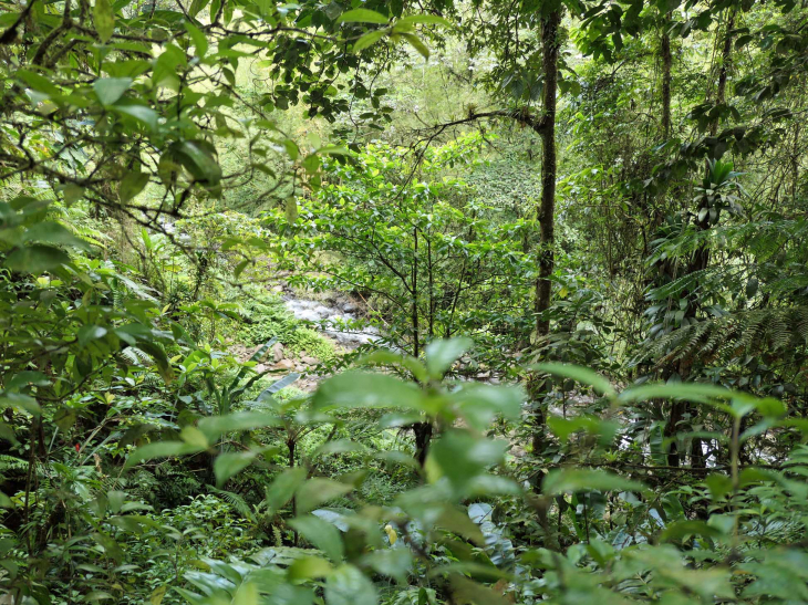 Coeur Bouliki : la rivière blanche dans la forêt tropicale  - Saint-Joseph