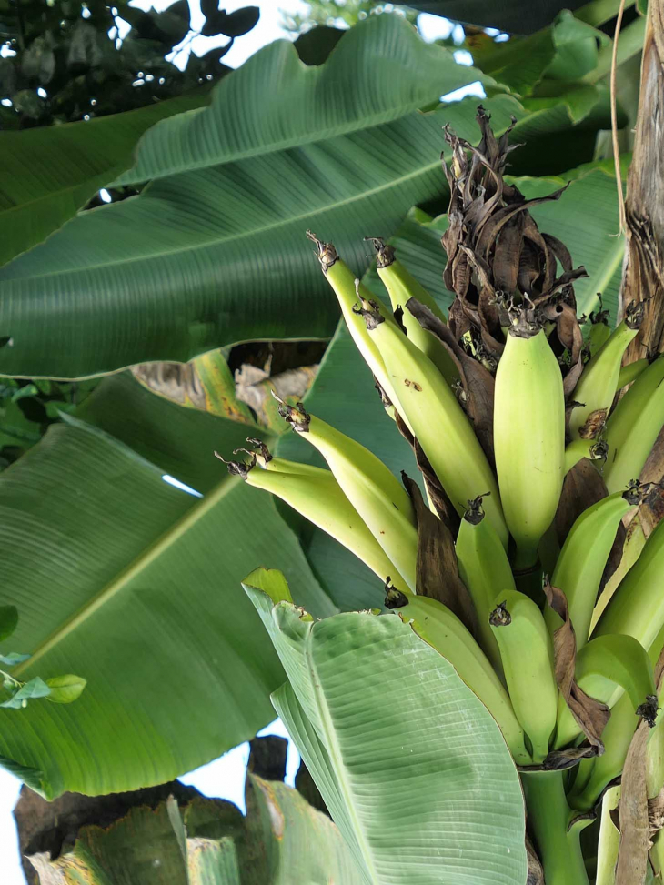 Le musée de la banane : magnifique jardin de bananiers et fleurs - Sainte-Marie