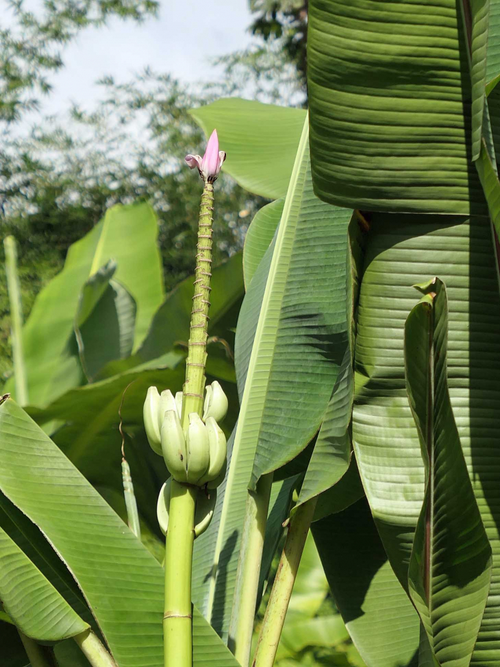 Le musée de la banane : magnifique jardin de bananiers et fleurs - Sainte-Marie