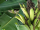 le musée de la banane : magnifique jardin de bananiers et fleurs