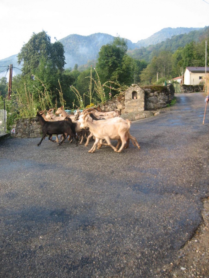 Chèvres revenant des pâturages - Larcat
