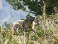 Une marmotte dans la Réserve d'Orlu