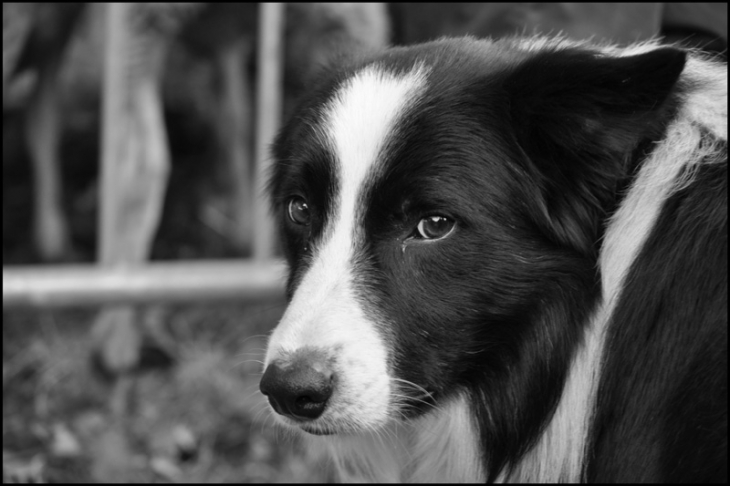 Le border-collie, fidèle chien de berger - Tarascon-sur-Ariège