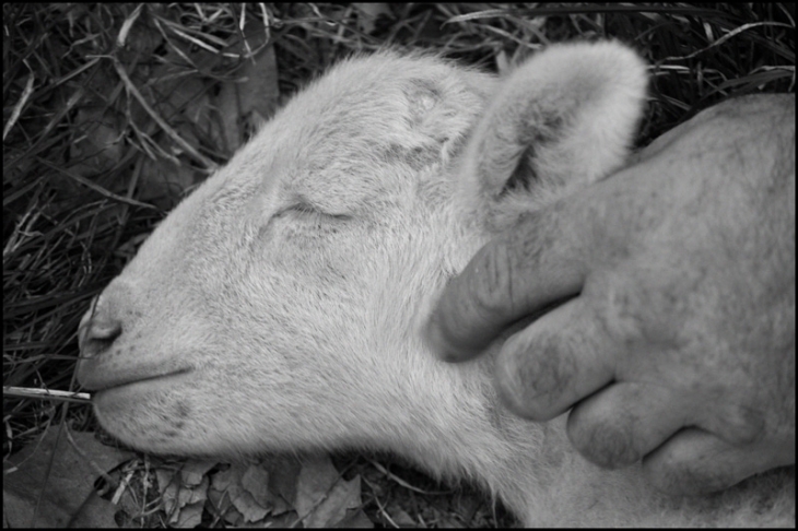 L'agneau nouveau-né - Tarascon-sur-Ariège