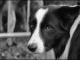 Photo précédente de Tarascon-sur-Ariège Le border-collie, fidèle chien de berger