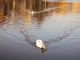Photo suivante de Aubin les cygnes blancs sur un plan d'eau du Gua