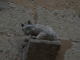 Photo précédente de La Romieu Les chats de La Romieu
