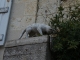 Photo suivante de La Romieu Les chats de La Romieu