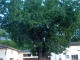 arbre de Lombrés