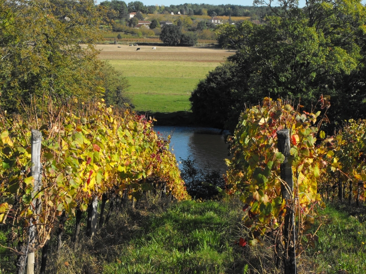 Les vignes au bord du Lot - Parnac