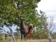 Photo précédente de Puygaillard-de-Quercy 