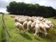 Anglès (81260) moutons à Crouzettes