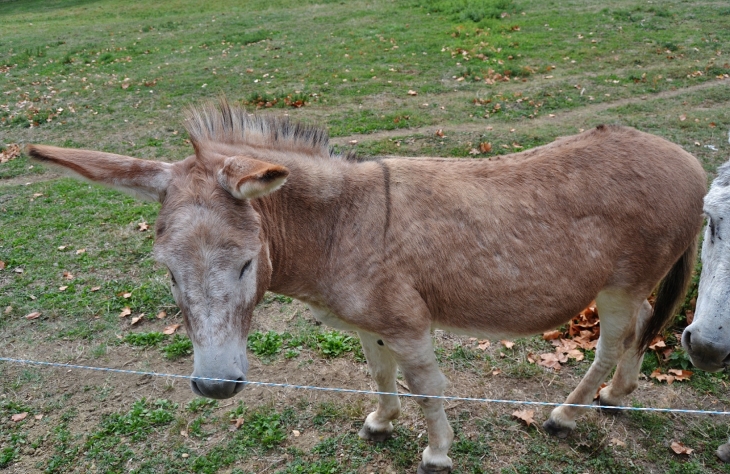 Âne au parc du Château - Cambounet-sur-le-Sor