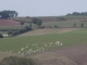 les moutons du Roquefort
