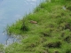 Bersillies (59600) faune aquatique dans le Ruisseau des Marais