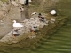 Sur les bords de la Lys