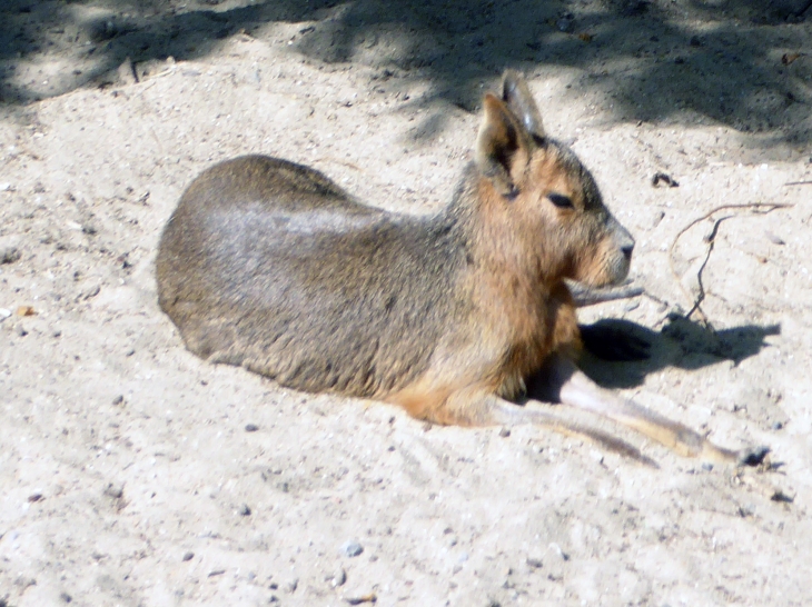 Le zoo dans la citadelle : capybara - Maubeuge
