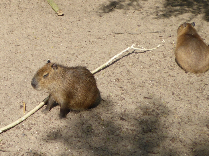 Le zoo dans la citadelle : jeunes capybaras - Maubeuge