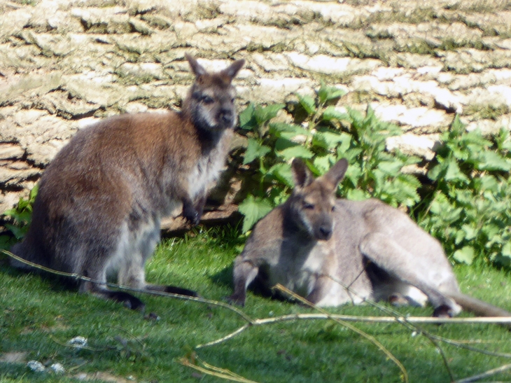 Le zoo dans la citadelle : wallaby - Maubeuge