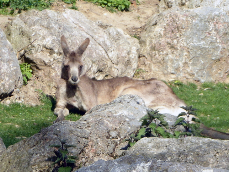 Le zoo dans la citadelle : wallaby - Maubeuge