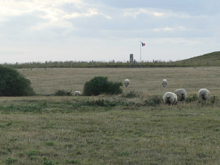 Moutons de pré salé sur le cap Gris Nez - Audinghen