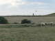 Photo précédente de Audinghen moutons de pré salé sur le cap Gris Nez