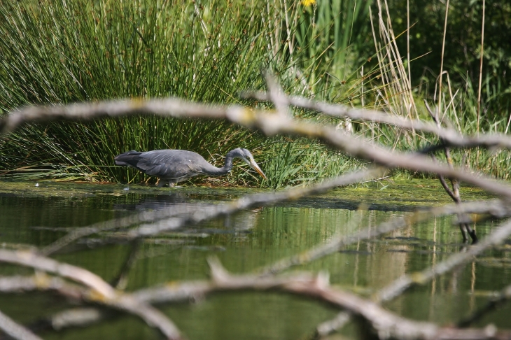 Heron à la peche dans le marais de bellenville, c'est la fete à la grenouille!!! - Beuvry