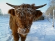 Photo suivante de Beuvry vache highland