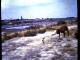 Photo suivante de Batz-sur-Mer Les Marais salants vers 1966
