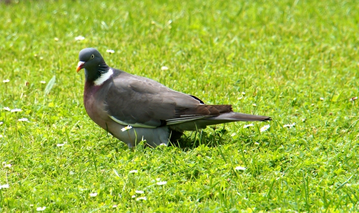 Pigeon ramier sur la pelouse de la Mairie. - Antoigné