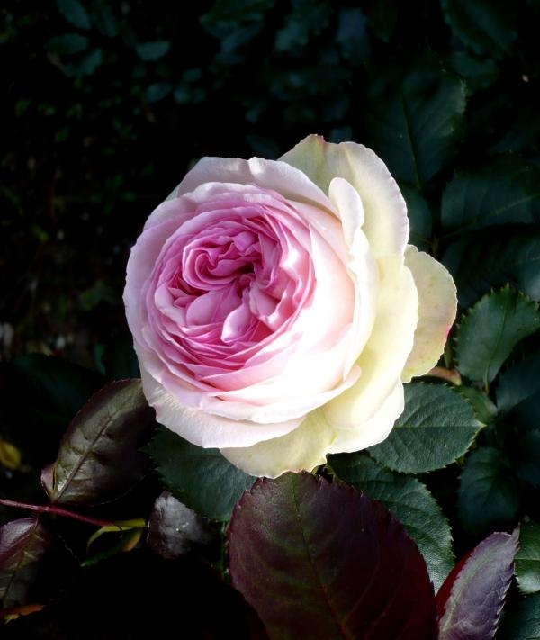 Rose : Pierre de Ronsard - La Possonnière