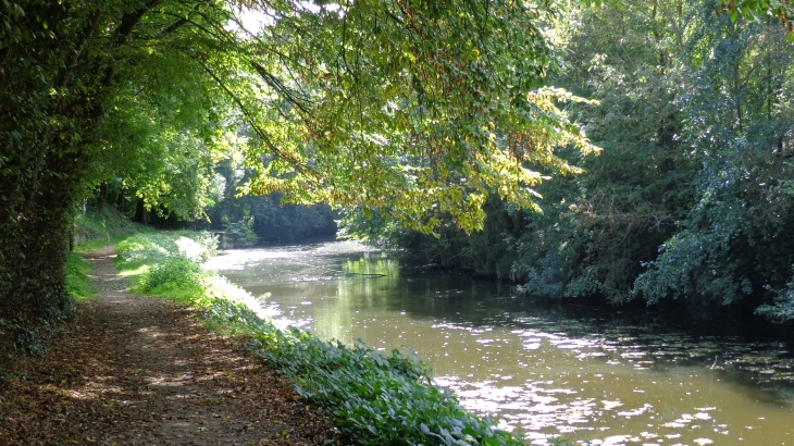 La Verzée, affluent de l'Oudon - Segré