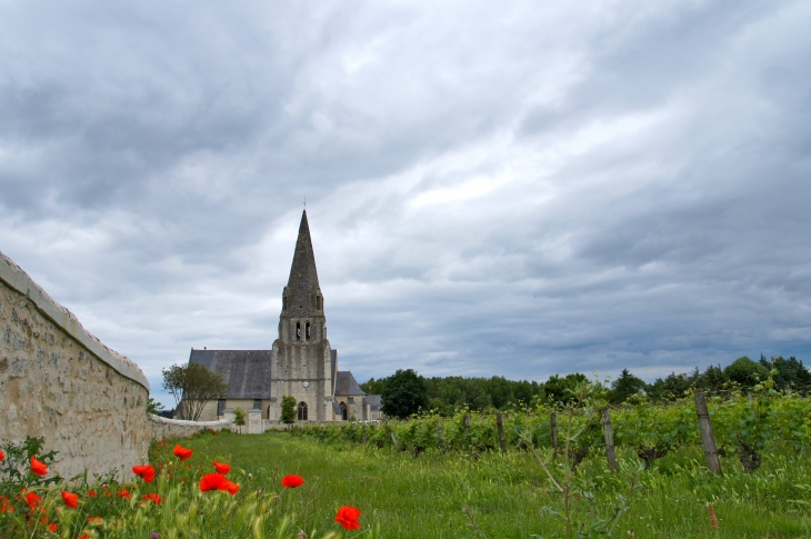 L'église Saint Maurice. - Souzay-Champigny