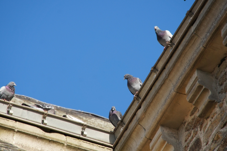 Les pigeons de l'église Notre Dame. - Commer