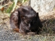 Photo suivante de Montflours L'autre chat du village.