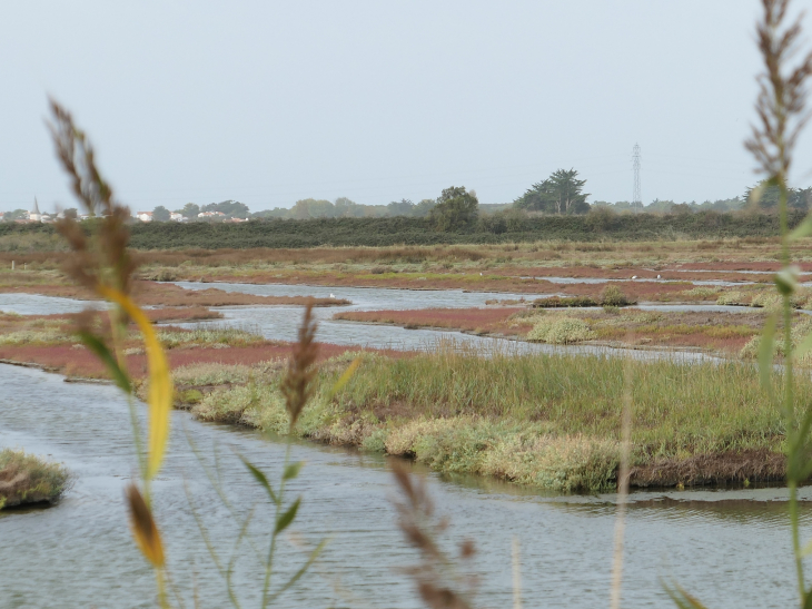 Le polder de Sébastopol réserve naturelle - Barbâtre