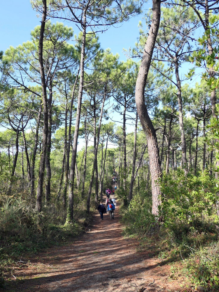 Le bois des Eloux - L'Épine