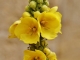 Photo précédente de La Chaize-Giraud Fleurs