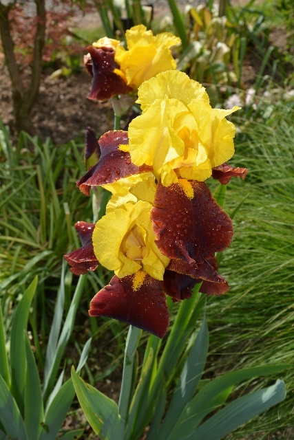 Iris jaune - Buire